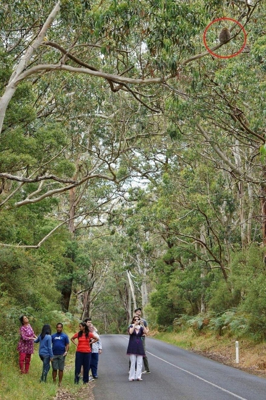 Hlouček lidí v eukalyptovém háji často znamená jediné. Koala je blízko!