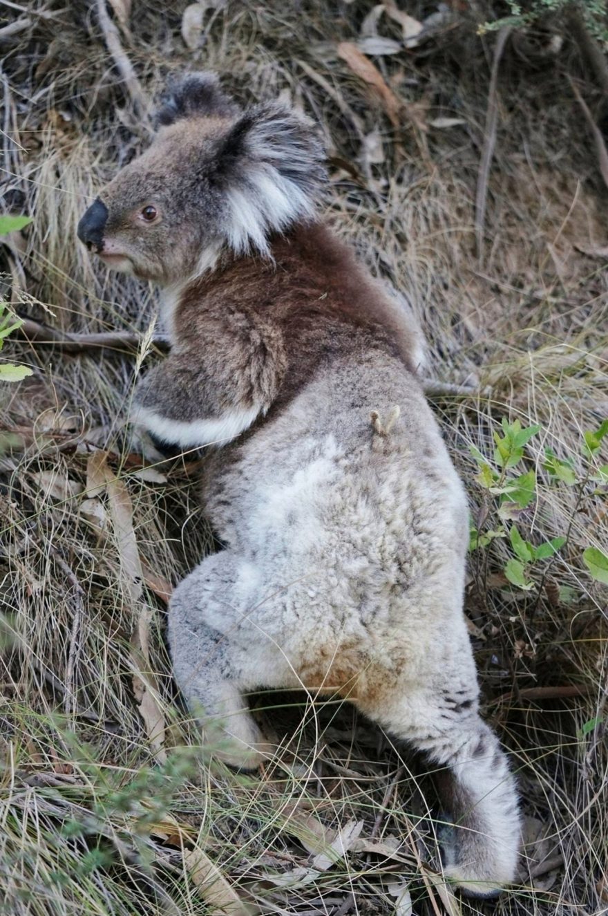 Koaly 20 hodin denně spí a 4 hodiny denně jí. Vidět pochodující koalu je celkem vzácnost