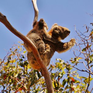 Koalí slečny se osamostatňují po prvním roce života, páni koalové se drží máminých zad ještě několik let