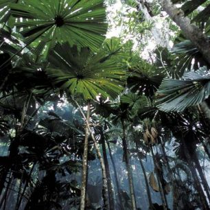 Daintree je nejstarší prales světa, Austrálie