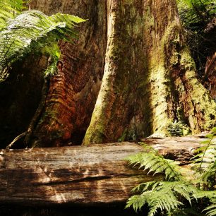 Zelený prales národního parku Great Otway si můžete vychutnat třeba při procházce v Maits Rest