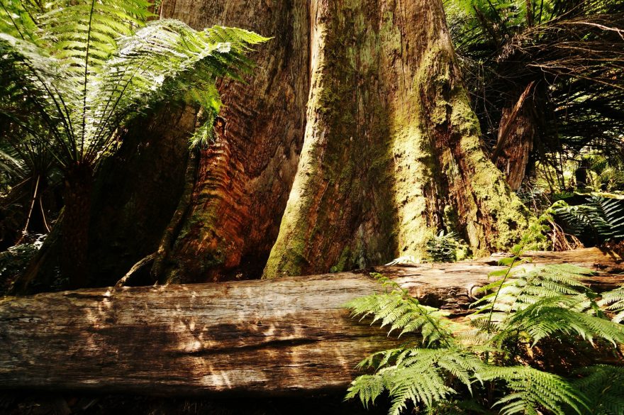 Zelený prales národního parku Great Otway si můžete vychutnat třeba při procházce v Maits Rest