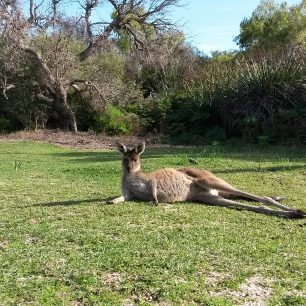 Australská klokaní pohoda, Austrálie