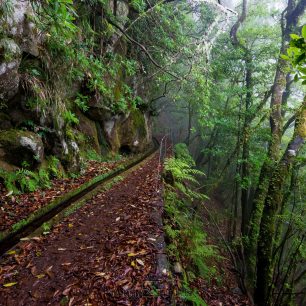 Vavřínový prales je raritou Madeiry, Madeira