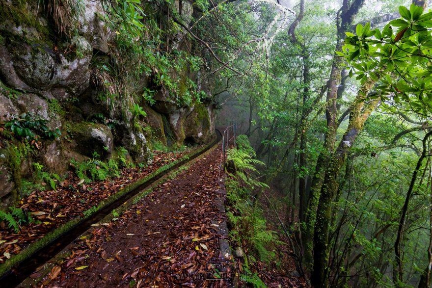 Vavřínový prales je raritou Madeiry, Madeira