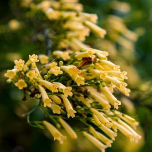 Madeira také nabízí spoustu příležitostí i pro makrofotografy, Madeira