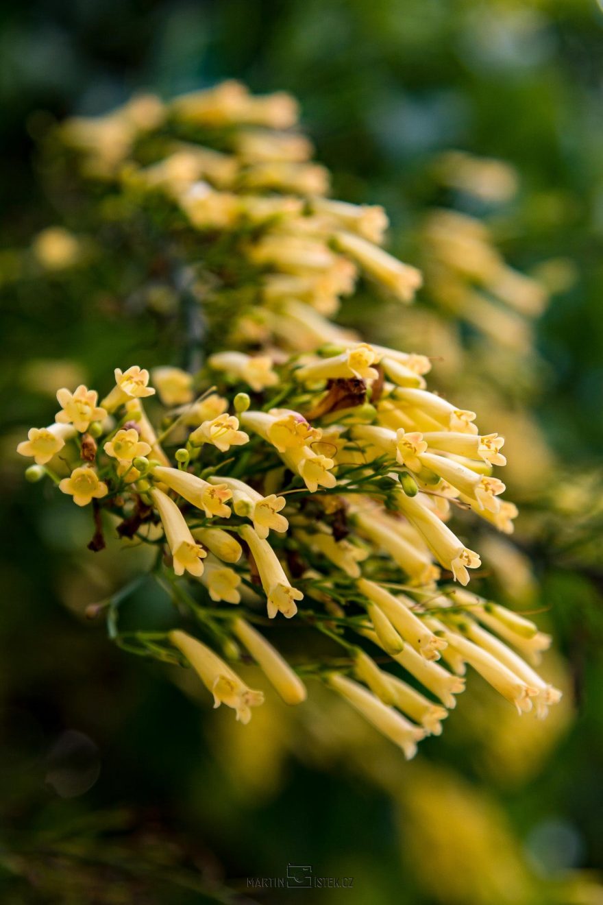 Madeira také nabízí spoustu příležitostí i pro makrofotografy, Madeira
