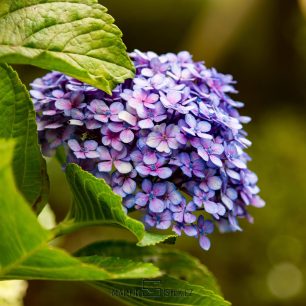 Madeira také nabízí spoustu příležitostí i pro makrofotografy, Madeira