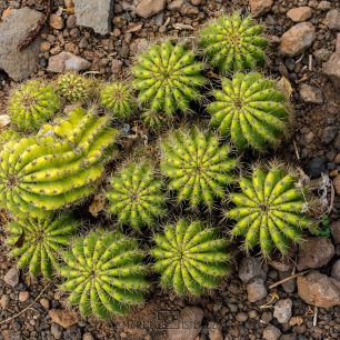 Madeira také nabízí spoustu příležitostí i pro makrofotografy, Madeira