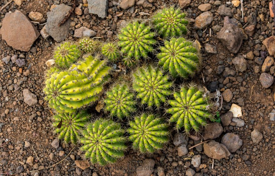 Madeira také nabízí spoustu příležitostí i pro makrofotografy, Madeira