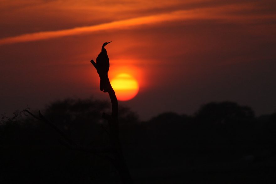 Pozorování ptáků v NP Kheoladeo, Indie