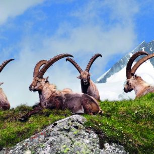 Horští kozorožci jsou ve Vysokých Taurách pány hor, Rakousko, foto M. Lackner