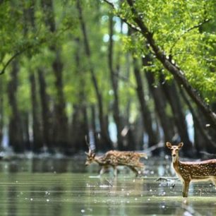 NP Sundarbans, Indie