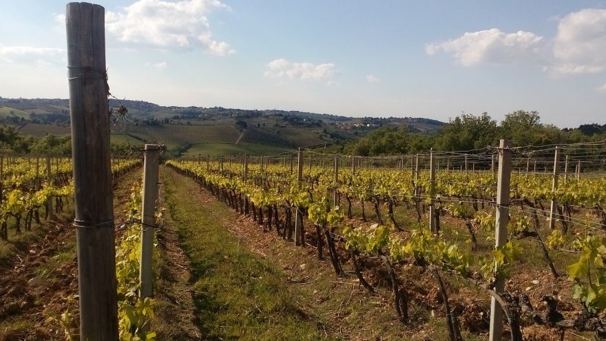 Toskánské vinice, Toskánsko, Itálie