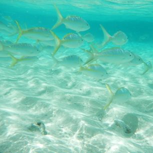 nádherný podmořský svět a krmení ribiček přímo z ruky na Paradise Island, Dominikánská republika