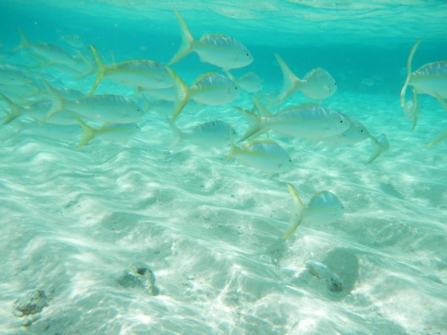nádherný podmořský svět a krmení ribiček přímo z ruky na Paradise Island, Dominikánská republika