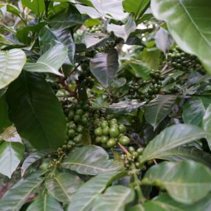 Káva. Do sklizně nicméně daleko, bobule musí zčervenat, Nikaragua