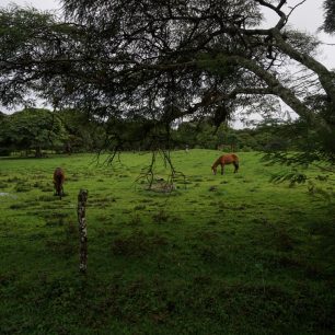 Koní bylo k vidění hodně, Nikaragua