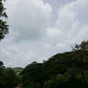 Ohromné množství motýlů ošklivé barvy (jak řekl Adolfo), Nikaragua