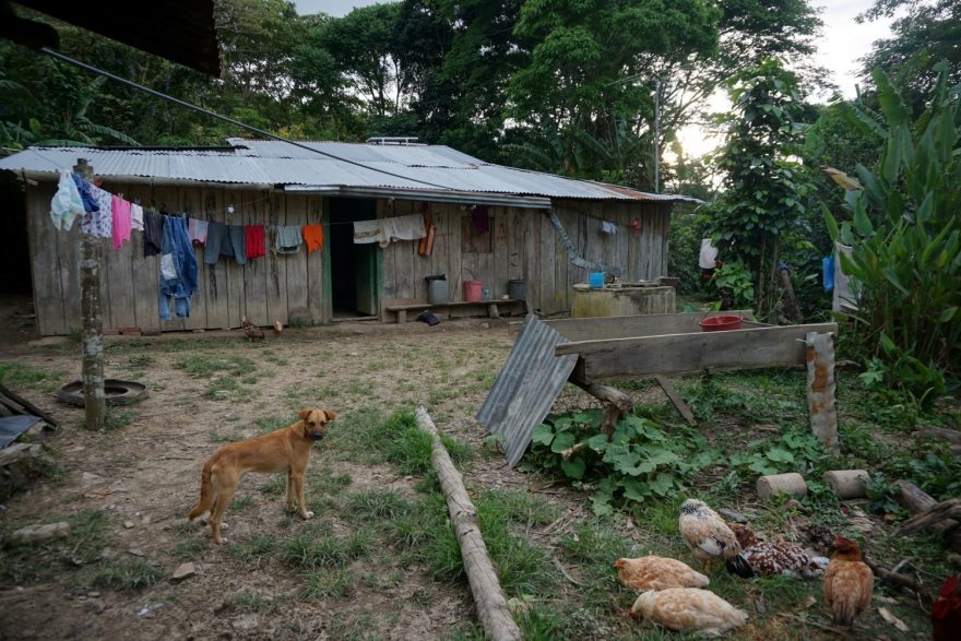 Farma. Vepředu sušička na kafe a pes, tenhle se jmenuje salsero, Nikaragua