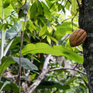 Kakaový bob v okolí města Baracoa