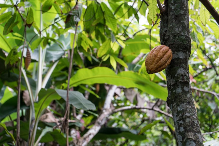 Kakaový bob v okolí města Baracoa