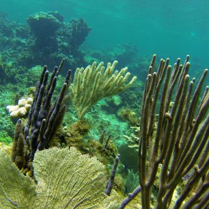 Pod vodou najdete krásné korálové útesy, Guardalavaca
