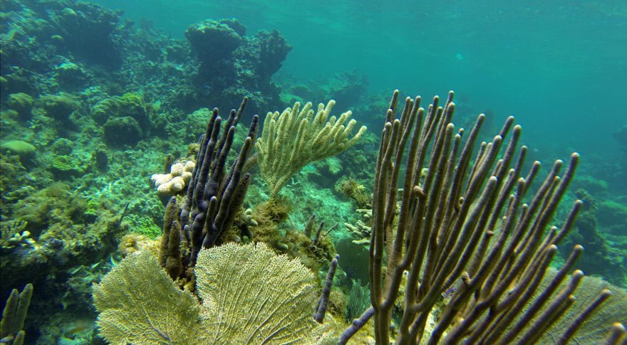 Pod vodou najdete krásné korálové útesy, Guardalavaca