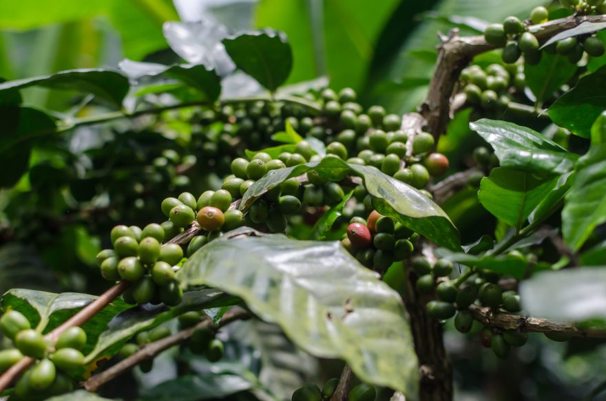 Nezralá káva, Salento, Kolumbie