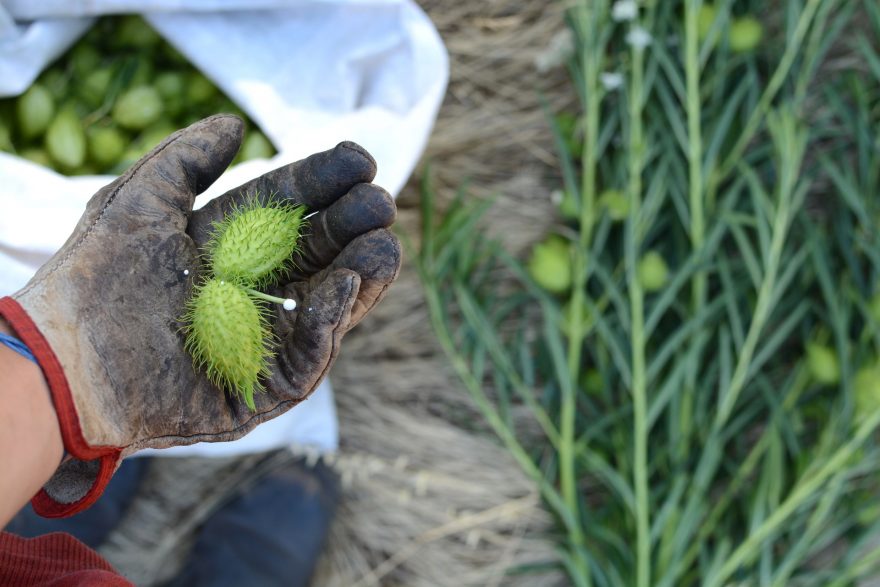 Celé dny trávíme venku a odškrtáváme zadané úkoly. Waroona, Austrálie