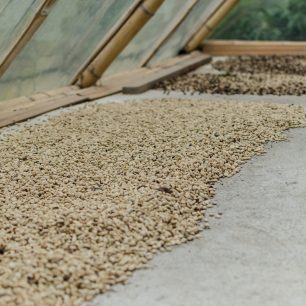 Sušení kávových bobů, Salento, Kolumbie