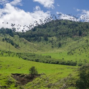 Valle de Cocora, Kolumbie