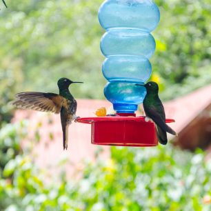 Fauna ve Valle de Cocora, Kolumbie
