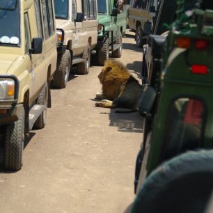 Taková je realita safari v Ngorongoro, Tanzánie