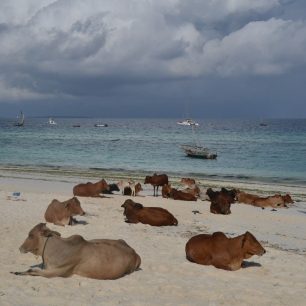 Kraví idylka na plážích Zanzibaru, Tanzánie