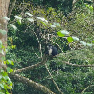 Usambara Mountains - setkání s opicemi (Black-and-white colobus), Tanzánie