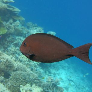 Podmořský život, Maledivy