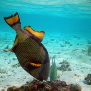 Podmořský život, Maledivy