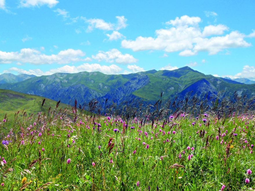 Rozkvetlé horské louky Svanetie v Gruzii, Gruzie