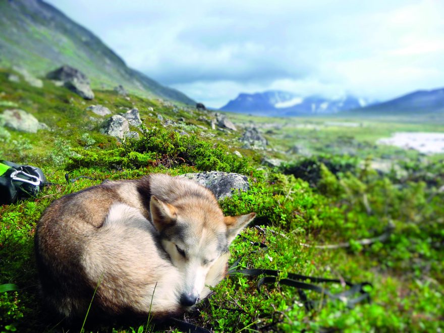 Na cestu s sebou můžete vzít i psí doprovod, NP Sarek, Švédsko