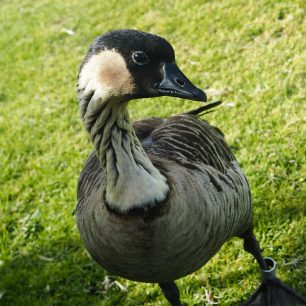 Nene, národní pták a endemit, Spencer Beach Park, Big Island, Hawaii