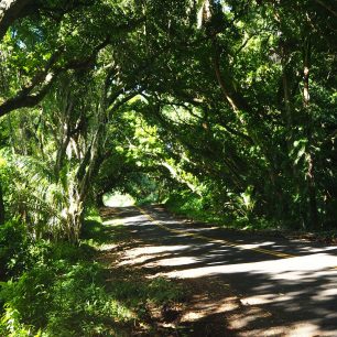 Red Road - přírodní tunel a jedna z nejhezčích cest na Havaji, Big Island, Hawaii