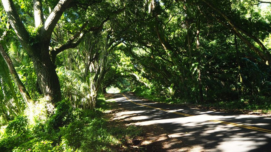 Red Road - přírodní tunel a jedna z nejhezčích cest na Havaji, Big Island, Hawaii