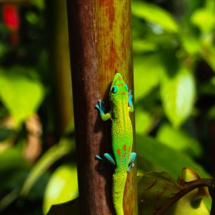 Pestrobarevné ještěrky pózovaly náramně, Akaka Falls, Big Island, Hawaii