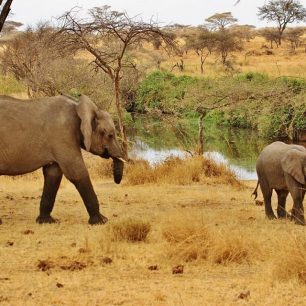 Slonice s mládětem, Tanzánie