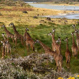Žirafy na savaně, Tanzanie