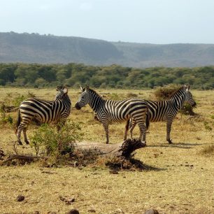 Zebry v přírodě, Tanzanie