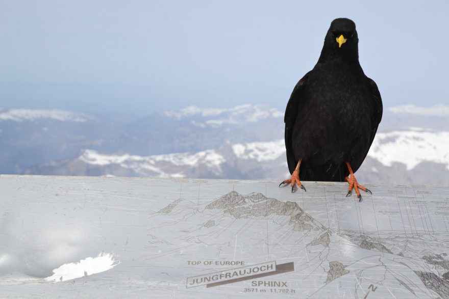 Kavčata na vyhlídce observatoře, Švýcarsko