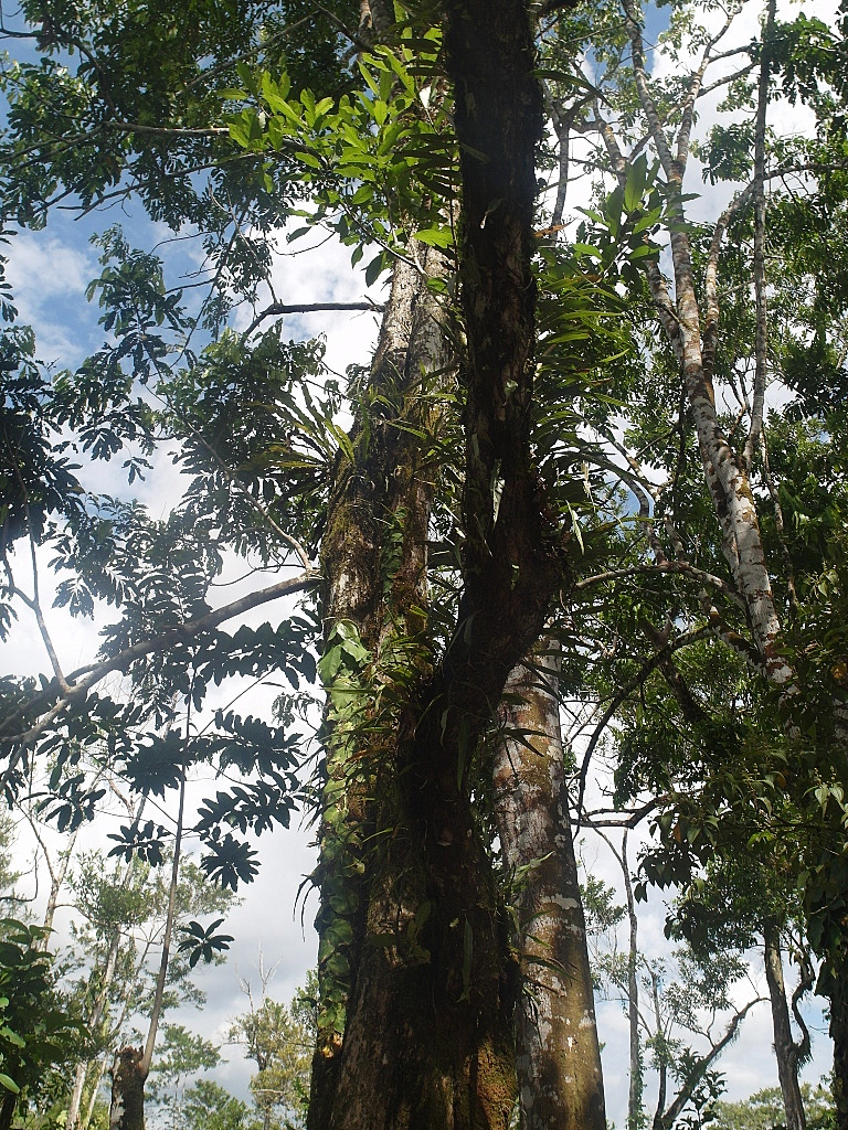 Pralesní zeleň, Kolumbie