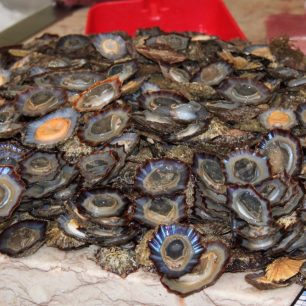 Mořské potvůrky, Funchal, Madeira